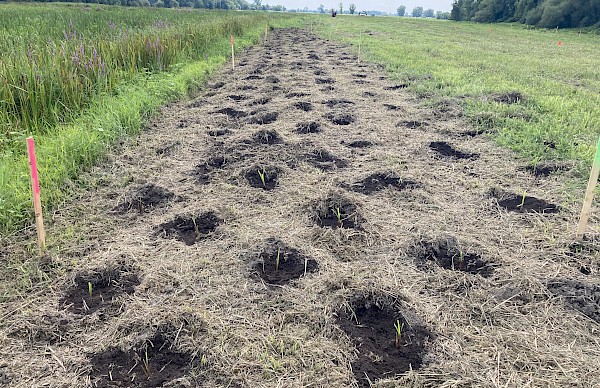 Projet de compensation à St-Ignace-de-Loyola : 30 000 arbustes et herbacés et 300 arbres plantés en un mois.