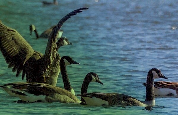 Protection de l’environnement