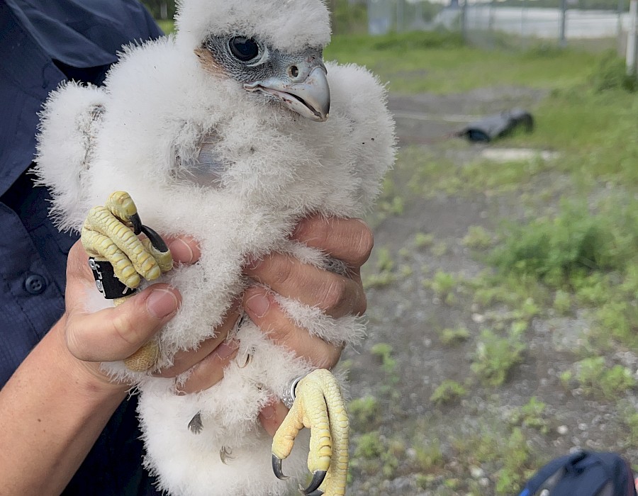 Jacques Cartier Bridge | Baby falcon updates