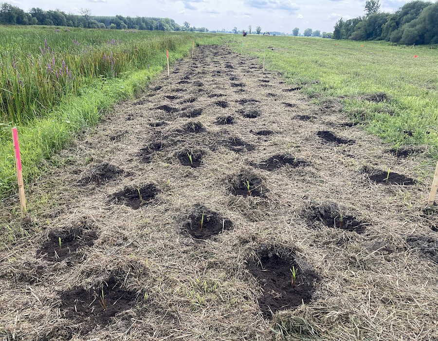 Compensation project in Saint-Ignace-de-Loyola: 30,000 shrubs and herbaceous plants and 300 trees planted in one month